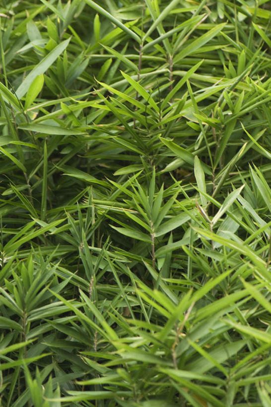 无人,竖图,俯视,室外,特写,白天,美景,竹子,叶子,许多,竹叶,景观,绿叶,绿色,自然,嫩叶,景色,自然风光,叶,叶片,彩图,高角度拍摄