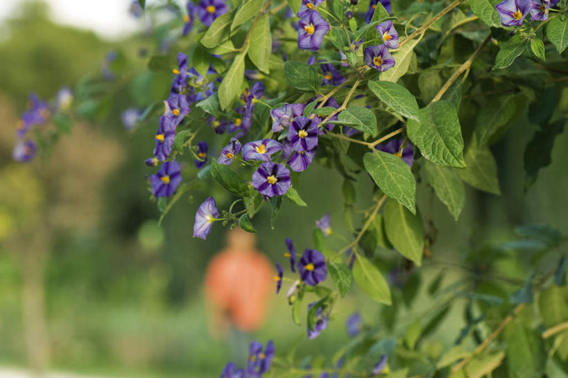 无人,横图,室外,特写,白天,正面,美景,植物,喇叭花,叶子,许多,阴影,朦胧,模糊,盛开,光线,影子,景观,绿叶,花蕾,花,花瓣,花朵,鲜花,树,树木,绿色,紫色,天空,阳光,自然,天,花苞,花蕊,嫩叶,景色,生长,成长,自然风光,牵牛,牵牛子,勤娘子,碧冬茄,朝颜花,灵芝牡丹,牵牛花,叶,叶片,彩图