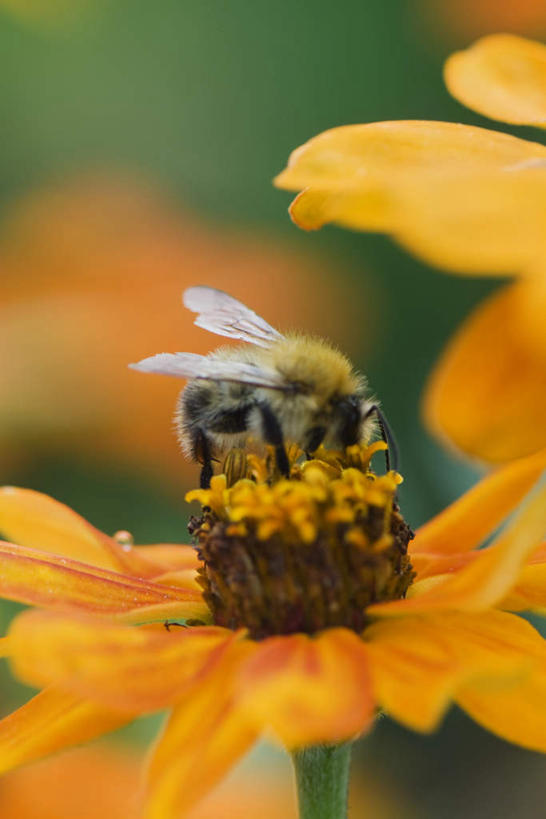 无人,站,竖图,室外,特写,白天,正面,美景,蜜蜂,许多,朦胧,模糊,盛开,昆虫,景观,鱼尾菊,花蕾,注视,花,花瓣,花朵,鲜花,一只,黄色,自然,动物,花苞,花蕊,观察,看,站着,菊花,景色,观看,察看,关注,自然风光,采蜜,益虫,站立,彩图