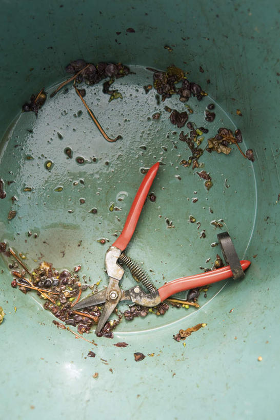 无人,竖图,俯视,室外,特写,白天,水,葡萄,一把,弹簧,剪刀,桶,液体,水滴,皮,果皮,一个,绿色,容器,单个,储藏,储存,彩图,高角度拍摄,贮存