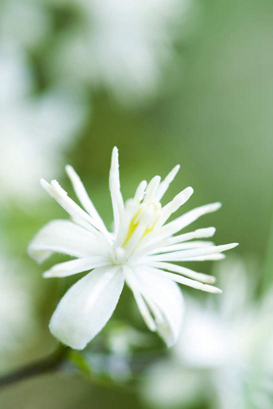 无人,竖图,俯视,室外,特写,白天,美景,叶子,许多,朦胧,模糊,盛开,景观,铁线莲,绿叶,花蕾,花,花瓣,花朵,鲜花,白色,自然,花苞,花蕊,嫩叶,景色,番莲,威灵仙,山木通,自然风光,叶,叶片,彩图,高角度拍摄