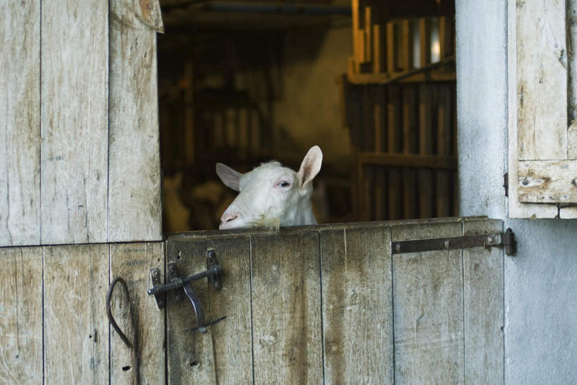 无人,站,横图,室内,白天,正面,门,野生动物,羊,一把,许多,阴影,光线,木头,影子,墙,注视,墙壁,墙面,白色,阳光,动物,门框,观察,看,站着,可爱,活泼,观看,察看,关注,铁锁,羊圈,山羊,抬头,仰头,站立,彩图