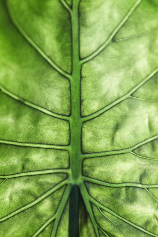 无人,竖图,俯视,室外,特写,白天,叶子,一排,一片,整齐,茎,绿叶,排列,嫩叶,队列,叶,叶片,叶脉,彩图,高角度拍摄