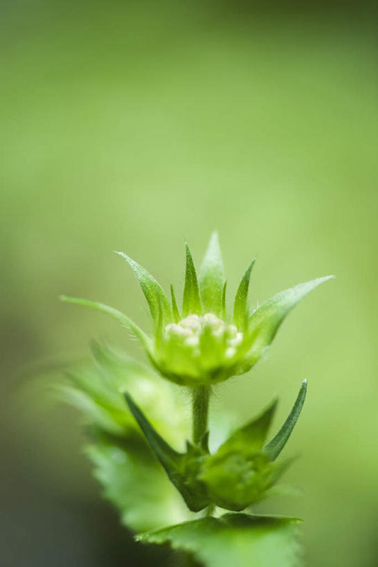 无人,竖图,俯视,室外,特写,白天,花海,花圃,美景,植物,叶子,阴影,朦胧,模糊,盛开,光线,影子,景观,花蕾,花,花瓣,花朵,花卉,鲜花,绿色,阳光,自然,花丛,花束,花田,花苞,花蕊,菊花,景色,自然风光,轮峰菊,彩图,高角度拍摄