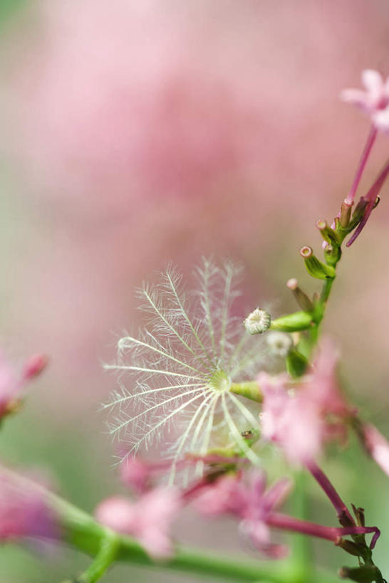 无人,竖图,俯视,室外,特写,白天,美景,蒲公英,朦胧,模糊,盛开,景观,花蕾,花,花瓣,花朵,鲜花,粉色,自然,花苞,花蕊,景色,自然风光,蒲公草,尿床草,彩图,高角度拍摄