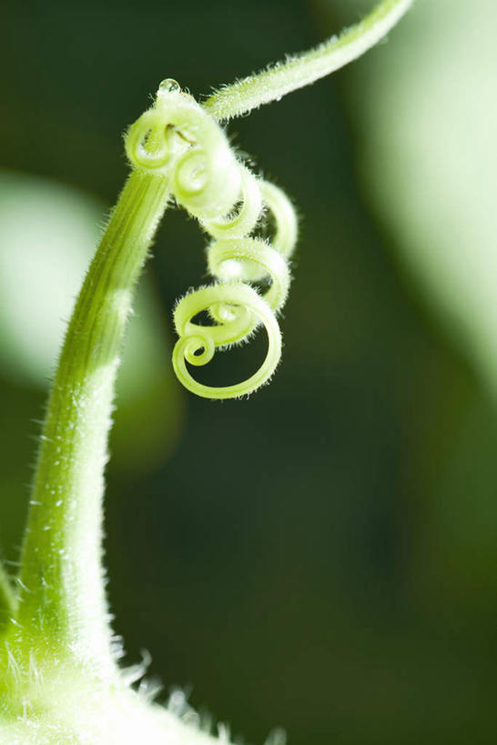 无人,竖图,室外,特写,白天,正面,美景,阴影,朦胧,模糊,光线,影子,景观,藤,绿色,阳光,自然,景色,葡萄藤,自然风光,彩图