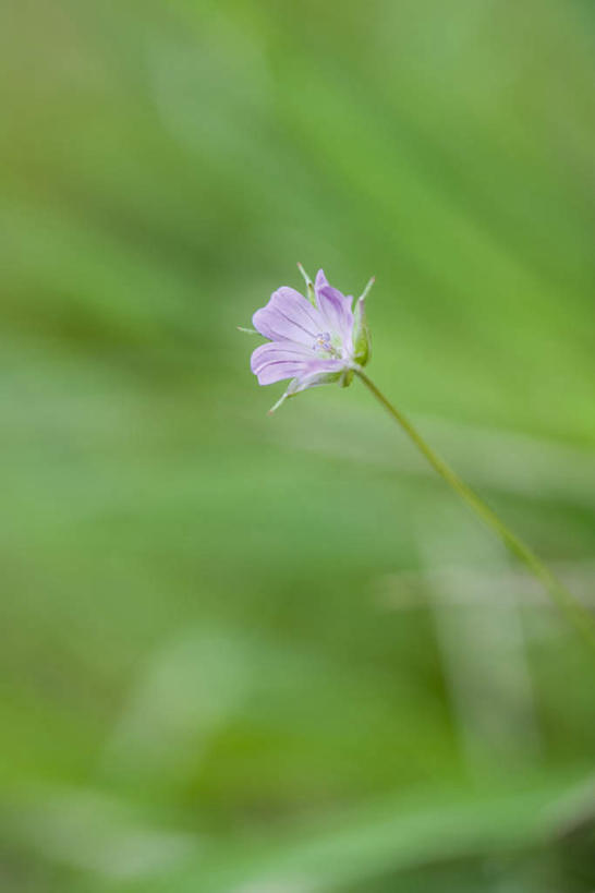 无人,竖图,俯视,室外,特写,白天,草地,草坪,美景,植物,阴影,朦胧,模糊,盛开,光线,影子,景观,亚麻,花蕾,草,花,花瓣,花朵,鲜花,粉色,绿色,阳光,自然,花苞,花蕊,景色,自然风光,彩图,高角度拍摄
