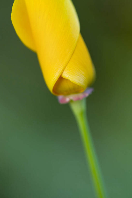 无人,竖图,室外,特写,白天,正面,美景,植物,罂粟,朦胧,模糊,盛开,景观,草药,花蕾,中药,花,花瓣,花朵,鲜花,一朵,黄色,自然,花苞,花蕊,景色,毒品,自然风光,药材,中草药,中药材,本草,止痛,镇静,安眠,罂粟花,彩图