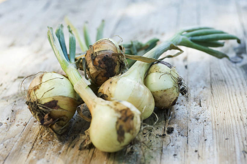 无人,横图,俯视,室内,特写,白天,蔬菜,洋葱,五个,许多,阴影,新鲜,反射,木制,影子,食品,案板,砧板,食物,木制品,有机食品,绿色食品,玉葱,荷兰葱,圆葱,洋葱头,球葱,葱头,彩图,高角度拍摄,白洋葱