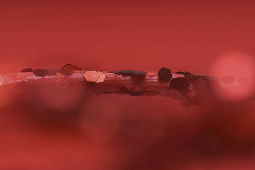 无人,横图,室内,特写,白天,正面,植物,静物,圣诞节,阴影,红色背景,节日,朦胧,模糊,庆祝,装饰,反射,影子,枝条,文化,树,树木,树枝,红色,亮片,庆典,摄影,影棚,纪念,华丽,修饰,点缀,衬托,美观,雅致,雅观,虬枝,枝杈,彩图,影棚拍摄,拍摄