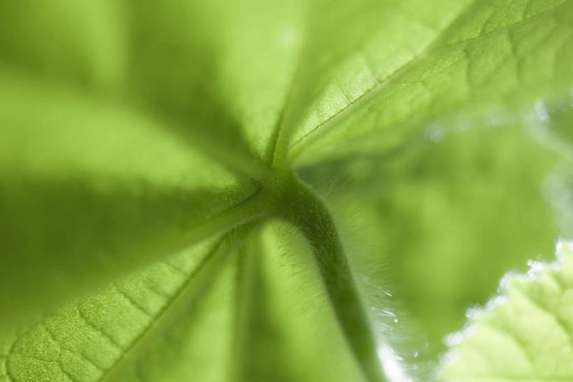 无人,横图,室外,特写,白天,仰视,叶子,阴影,光线,纹路,纹理,影子,绿叶,一个,阳光,嫩叶,单个,旱金莲,金莲花,肌理,寒金莲,旱荷,旱莲花,金钱莲,大红雀,叶,叶片,旱荷花,彩图,低角度拍摄