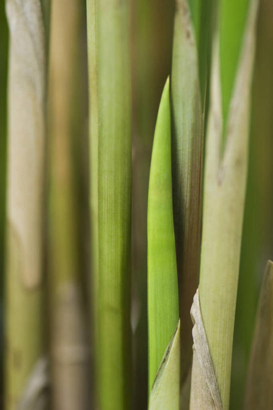 无人,竖图,室外,特写,白天,正面,叶子,阴影,朦胧,模糊,光线,影子,茎,绿叶,阳光,嫩叶,埃及莎草,纸草,纸莎草,叶,叶片,彩图