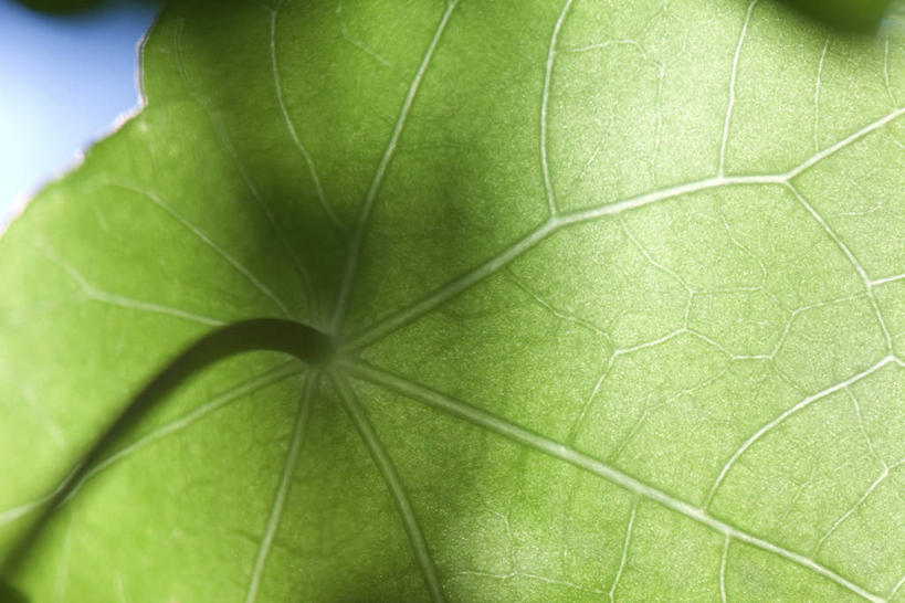 无人,横图,室外,特写,白天,仰视,植物,叶子,阴影,透明,光线,纹理,影子,绿叶,绿色,阳光,嫩叶,旱金莲,金莲花,肌理,通明,寒金莲,旱荷,旱莲花,金钱莲,大红雀,叶,叶片,叶脉,旱荷花,彩图,低角度拍摄