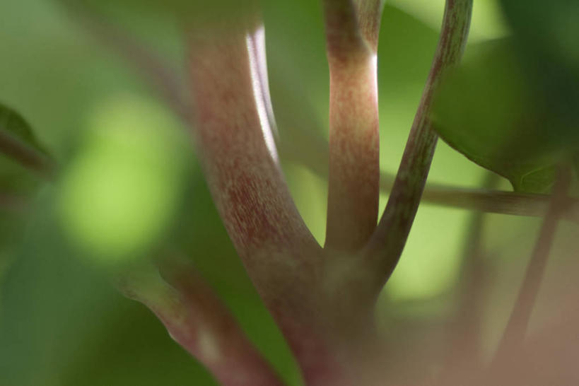 无人,横图,俯视,室外,特写,白天,植物,阴影,朦胧,模糊,光线,影子,茎,绿色,阳光,自然,生长,成长,彩图,高角度拍摄,多浆植物,多肉植物,肉质植物
