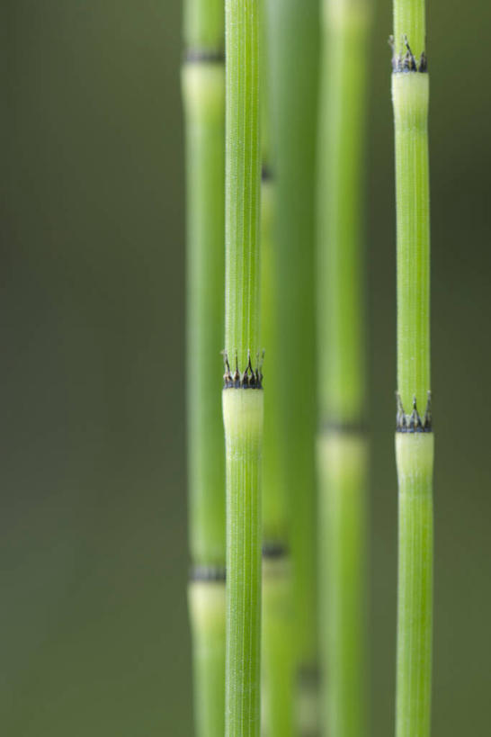 无人,竖图,室外,特写,白天,正面,美景,许多,阴影,朦胧,模糊,光线,影子,景观,茎,很多,绿色,阳光,自然,景色,自然风光,灯芯草,灯心草,蔺草,龙须草,马棕根,蓑衣草,野席草,彩图