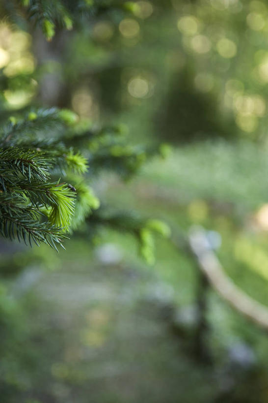 无人,竖图,室外,白天,正面,旅游,度假,美景,树林,植物,道路,路,公路,阴影,朦胧,模糊,光线,昆虫,影子,景观,交通,娱乐,树,树木,绿色,阳光,自然,动物,享受,休闲,景色,放松,生长,成长,自然风光,益虫,常绿树,马路,针叶树,彩图,全身,软材