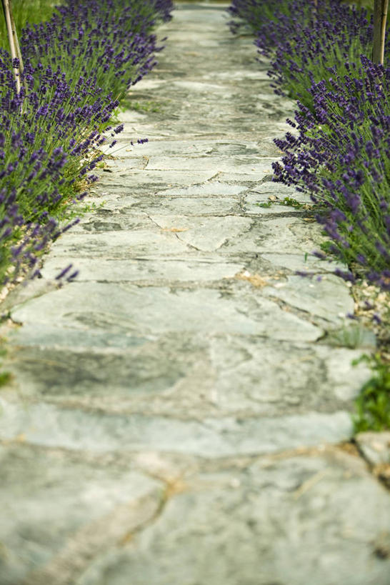 无人,竖图,俯视,室外,白天,爱情,旅游,度假,美景,道路,路,法国,欧洲,阴影,盛开,光线,影子,景观,小路,交通,浪漫,花蕾,娱乐,花,花瓣,花朵,鲜花,阳光,自然,香草,花苞,花蕊,薰衣草,享受,休闲,景色,放松,普罗旺斯,自然风光,呼吸,法兰西共和国,灵香草,黄香草,法兰西第五共和国,奇迹,普罗旺斯省,彩图,高角度拍摄,法国薰衣草