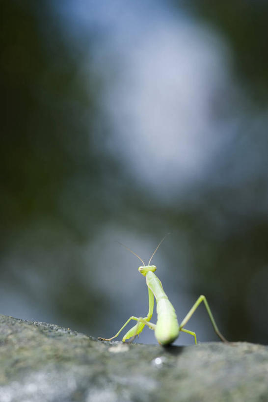 无人,站,竖图,室外,特写,白天,石头,阴影,朦胧,模糊,光线,昆虫,螳螂,石子,影子,注视,停留,一只,背面,阳光,动物,观察,看,站着,观看,停止,察看,关注,刀螂,益虫,大刀螂,逗留,停顿,石块,岩石,站立,彩图,全身