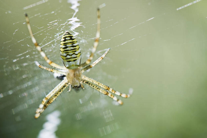 无人,横图,室外,特写,白天,正面,阴影,光线,蜘蛛网,网,影子,注视,停留,一只,阳光,动物,观察,看,观看,停止,察看,蜘蛛丝,捕捉,关注,捕获,节肢动物,蛛网,节足动物,逗留,停顿,捕杀,猎取,蛛丝,避日目,避日蛛,骆驼蜘蛛,彩图,全身