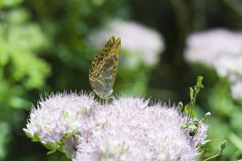 无人,横图,室外,特写,白天,侧面,植物,蝴蝶,阴影,朦胧,模糊,盛开,光线,昆虫,影子,花蕾,注视,停留,花,花瓣,花朵,鲜花,一只,绿色,紫色,阳光,自然,动物,花苞,花蕊,观察,看,生长,成长,观看,停止,察看,雄蕊,关注,采集,益虫,收集,逗留,停顿,收罗,彩图,全身