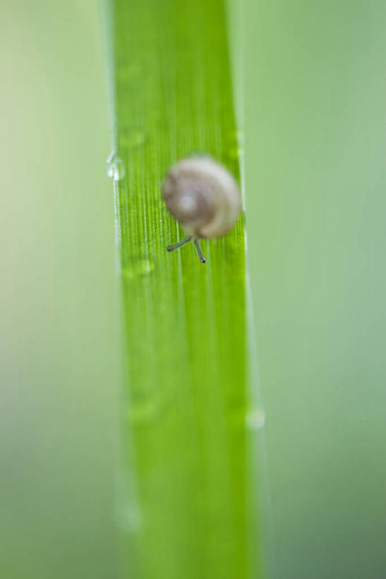 无人,竖图,室外,特写,白天,植物,叶子,阴影,朦胧,模糊,光线,蜗牛,影子,绿叶,注视,一只,背面,绿色,阳光,自然,动物,观察,看,嫩叶,生长,成长,观看,软体动物,察看,关注,蠕动,叶,叶片,彩图,全身