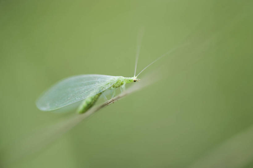 无人,横图,室外,特写,白天,侧面,植物,叶子,阴影,朦胧,模糊,光线,昆虫,影子,绿叶,注视,停留,一只,绿色,阳光,自然,动物,观察,看,嫩叶,生长,成长,观看,停止,察看,关注,益虫,豆娘,蜻蛉,逗留,停顿,叶,叶片,彩图,全身,草蜻蛉