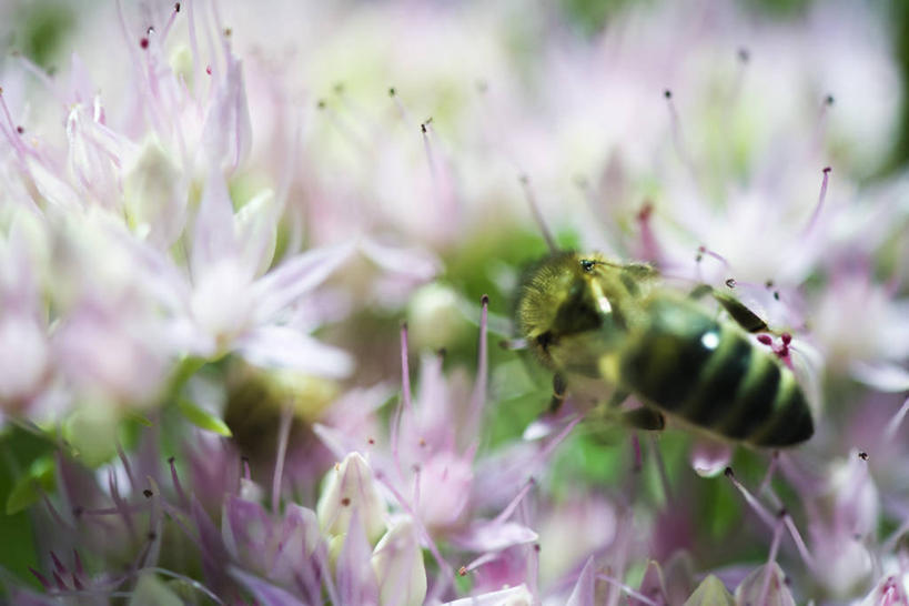 无人,横图,俯视,室外,特写,白天,植物,蜜蜂,阴影,朦胧,模糊,盛开,光线,昆虫,影子,花蕾,注视,停留,花,花瓣,花朵,鲜花,一只,粉色,绿色,阳光,自然,动物,花苞,花蕊,观察,看,生长,成长,观看,停止,察看,关注,西方蜜蜂,采集,益虫,收集,逗留,停顿,收罗,欧洲黑蜂,彩图,高角度拍摄,全身