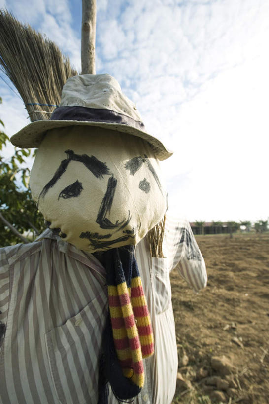 无人,农田,站,竖图,室外,特写,白天,正面,庄稼,树林,植物,帽子,阴影,光线,影子,云,云朵,云彩,稻草人,树,树木,一个,蓝色,绿色,白云,蓝天,天空,阳光,自然,围巾,遮阳帽,天,站着,生长,单个,成长,扫把,笑脸,站立,彩图,耕地,庄稼田