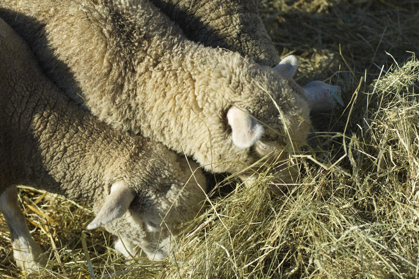 无人,站,吃,横图,俯视,室外,特写,白天,草地,草坪,植物,野生动物,三只,一排,阴影,朦胧,模糊,整齐,光线,影子,草,排列,绿色,阳光,动物,低头,站着,可爱,活泼,队列,绵羊,嚼,食,站立,彩图,高角度拍摄