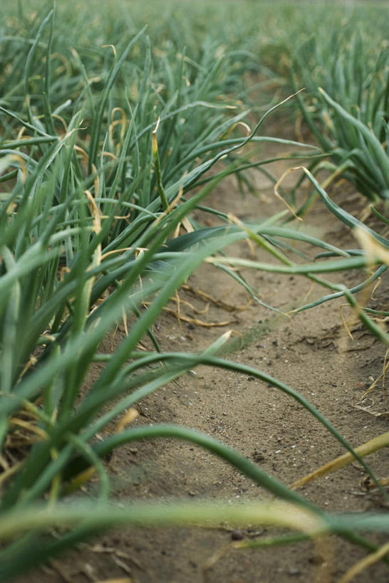 无人,农田,竖图,室外,特写,白天,正面,庄稼,蔬菜,许多,阴影,朦胧,模糊,新鲜,光线,影子,泥土,葱,青葱,食品,食物,绿色,阳光,有机食品,绿色食品,彩图,耕地,庄稼田