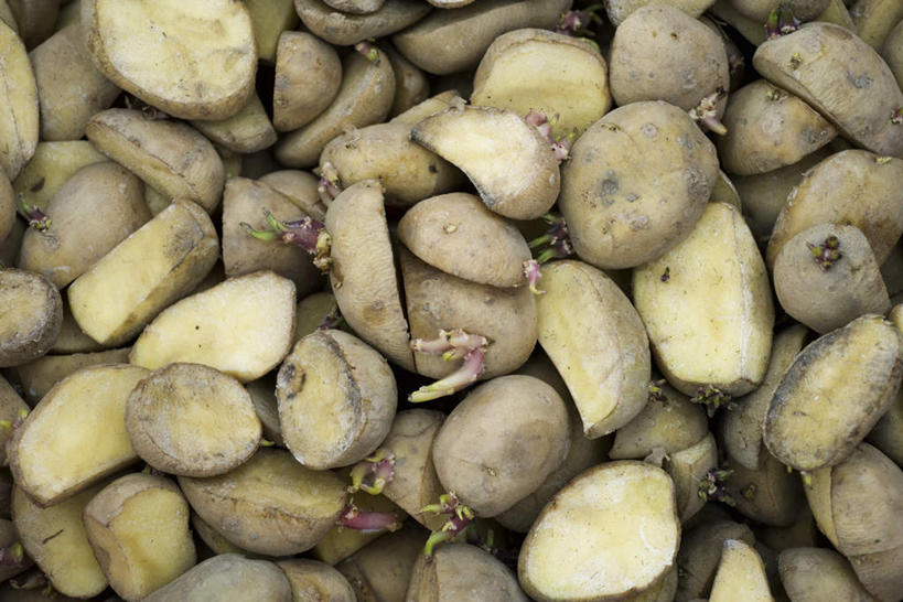 无人,横图,俯视,室外,特写,白天,蔬菜,土豆,一堆,许多,堆叠,堆积,新鲜,食品,食物,黄色,有机食品,绿色食品,堆,馍馍蛋,洋芋,山药蛋,马铃薯,彩图,高角度拍摄