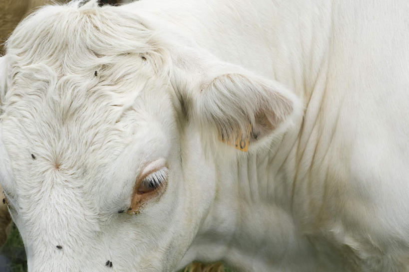 脸,头,脸颊,无人,横图,室外,特写,白天,正面,牛,野生动物,朦胧,模糊,家禽,一只,白色,动物,家畜,可爱,牲畜,活泼,头部,脸部,脸蛋,面部,彩图