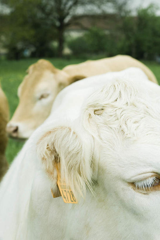 无人,站,竖图,室外,特写,白天,正面,草地,草坪,植物,牛,野生动物,阴影,朦胧,模糊,光线,影子,注视,家禽,草,树,树木,蓝色,绿色,蓝天,天空,阳光,自然,动物,天,观察,看,站着,家畜,可爱,牲畜,活泼,三头,生长,成长,观看,察看,关注,站立,彩图