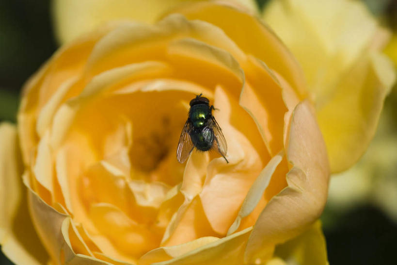 无人,横图,俯视,室外,特写,白天,美景,玫瑰,苍蝇,朦胧,模糊,盛开,细菌,昆虫,景观,花蕾,花,花瓣,花朵,鲜花,一朵,一只,黄色,自然,动物,花苞,花蕊,景色,自然风光,病菌,害虫,传染,四害,彩图,高角度拍摄