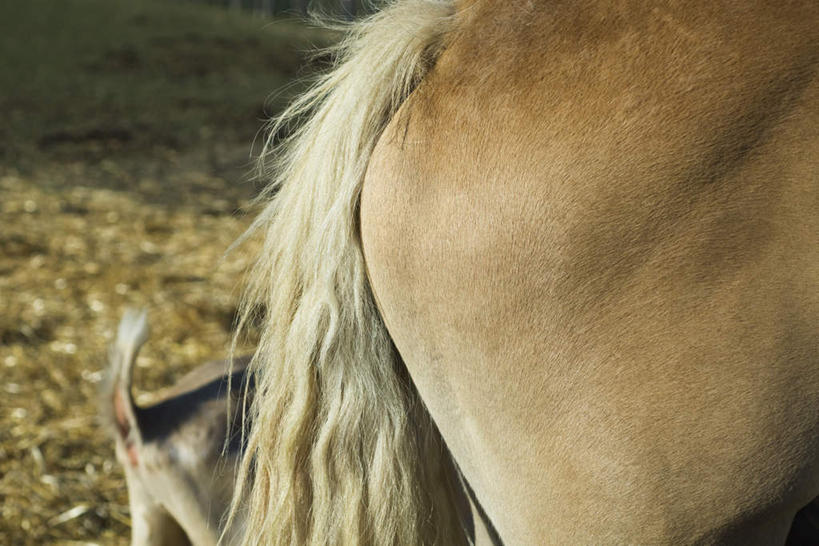 无人,横图,室外,特写,白天,侧面,植物,马,野生动物,一根,阴影,枯萎,朦胧,模糊,光线,尾巴,影子,枯草,一匹,草,黄色,阳光,动物,可爱,活泼,彩图