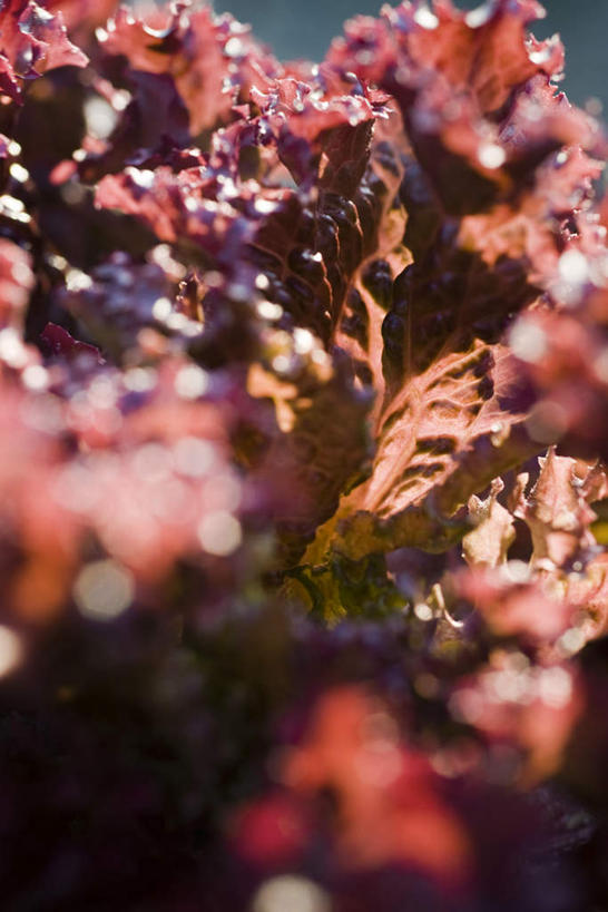 无人,竖图,室外,特写,白天,正面,蔬菜,阴影,朦胧,模糊,新鲜,光线,影子,莴苣,莴笋,食品,食物,红色,阳光,有机食品,绿色食品,香笋,彩图