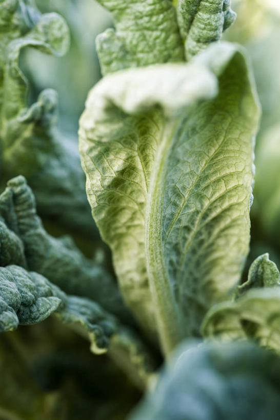 无人,竖图,俯视,室外,特写,白天,植物,蔬菜,叶子,阴影,朦胧,模糊,新鲜,光线,影子,食品,绿叶,草药,药草,中药,食物,阳光,嫩叶,蓟,有机食品,绿色食品,药材,中草药,中药材,本草,大蓟,刺蓟,山萝卜,叶,叶片,彩图,高角度拍摄