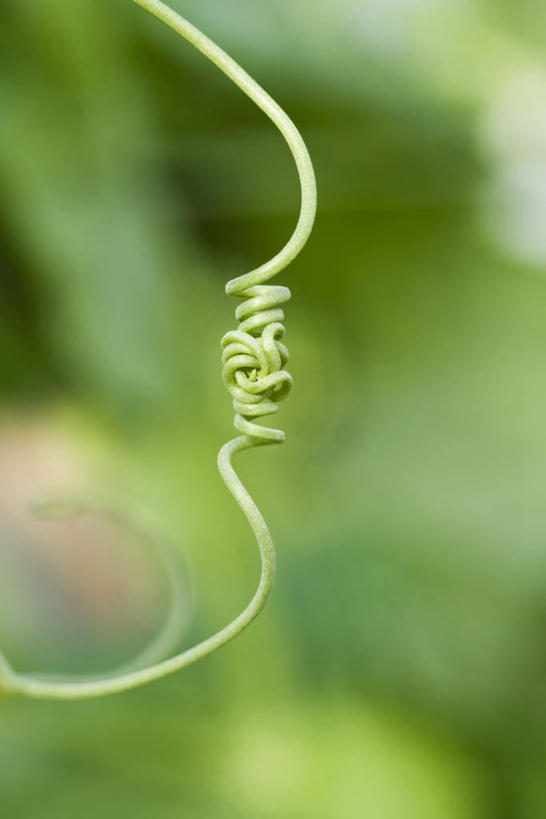 无人,竖图,室外,特写,白天,正面,一根,悬挂,阴影,朦胧,模糊,缠绕,光线,影子,枝条,阳光,蜷曲,彩图