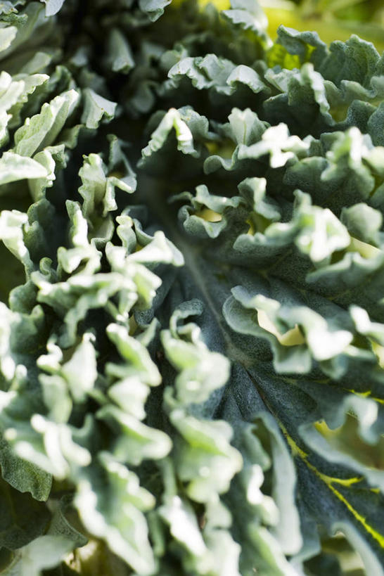 无人,竖图,俯视,室外,特写,白天,植物,蔬菜,许多,阴影,朦胧,模糊,新鲜,光线,影子,食品,草药,药草,中药,食物,绿色,阳光,蓟,有机食品,绿色食品,药材,中草药,中药材,本草,大蓟,刺蓟,山萝卜,彩图,高角度拍摄