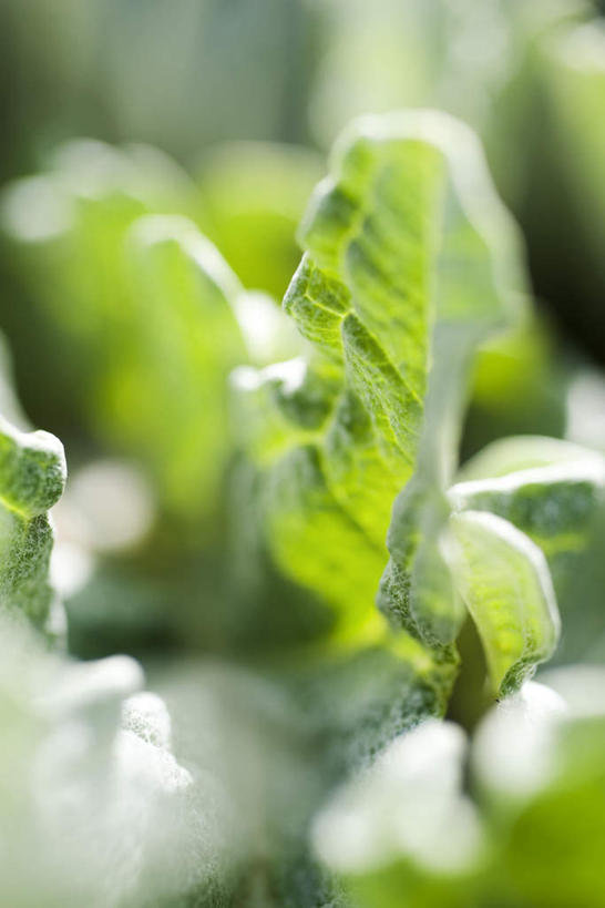 无人,竖图,室外,特写,白天,正面,植物,蔬菜,叶子,阴影,朦胧,模糊,新鲜,光线,影子,食品,绿叶,草药,药草,中药,食物,阳光,嫩叶,蓟,有机食品,绿色食品,药材,中草药,中药材,本草,大蓟,刺蓟,山萝卜,叶,叶片,彩图