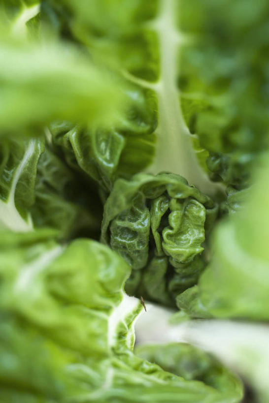 无人,竖图,俯视,室外,特写,白天,蔬菜,叶子,许多,阴影,朦胧,模糊,新鲜,光线,影子,食品,绿叶,食物,阳光,嫩叶,有机食品,绿色食品,牛皮菜,叶,叶片,彩图,高角度拍摄