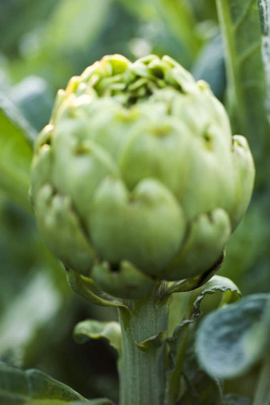 无人,竖图,室外,特写,白天,正面,植物,蔬菜,叶子,阴影,朦胧,模糊,新鲜,光线,影子,食品,绿叶,草药,药草,中药,食物,一个,阳光,嫩叶,蓟,有机食品,绿色食品,单个,药材,中草药,中药材,本草,大蓟,刺蓟,山萝卜,叶,叶片,彩图