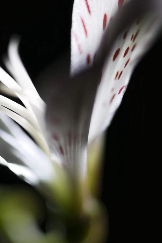 无人,竖图,室内,特写,白天,正面,六出花,阴影,黑色背景,盛开,光线,影子,花蕾,花,花瓣,花朵,鲜花,白色,阳光,花苞,花蕊,摄影,影棚,水仙百合,秘鲁百合,彩图,影棚拍摄,拍摄