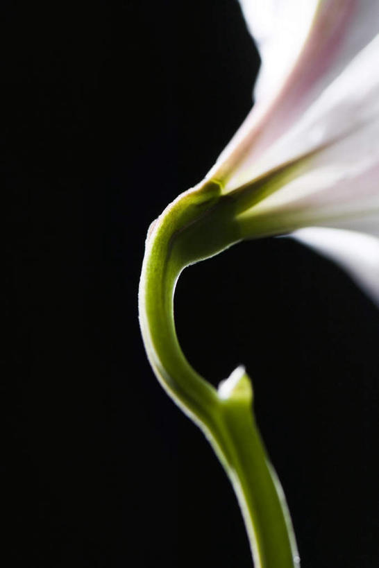 无人,竖图,室内,特写,白天,正面,百合花,黑色背景,盛开,花蕾,花,花瓣,花朵,鲜花,一朵,粉色,花苞,花蕊,摄影,影棚,强瞿,百合蒜,倒仙,番韭,山丹,彩图,影棚拍摄,拍摄