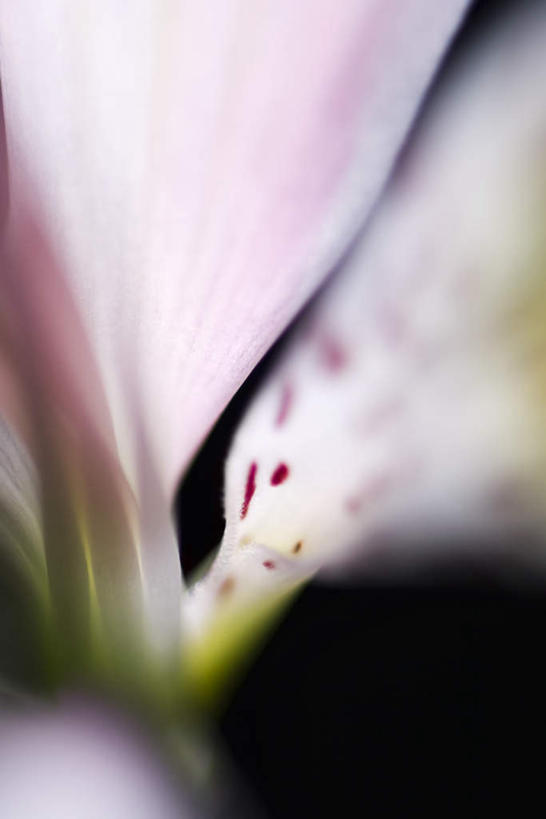 无人,竖图,室内,特写,白天,正面,六出花,阴影,黑色背景,朦胧,模糊,盛开,光线,影子,花蕾,花,花瓣,花朵,鲜花,一朵,粉色,阳光,花苞,花蕊,摄影,影棚,水仙百合,秘鲁百合,彩图,影棚拍摄,拍摄