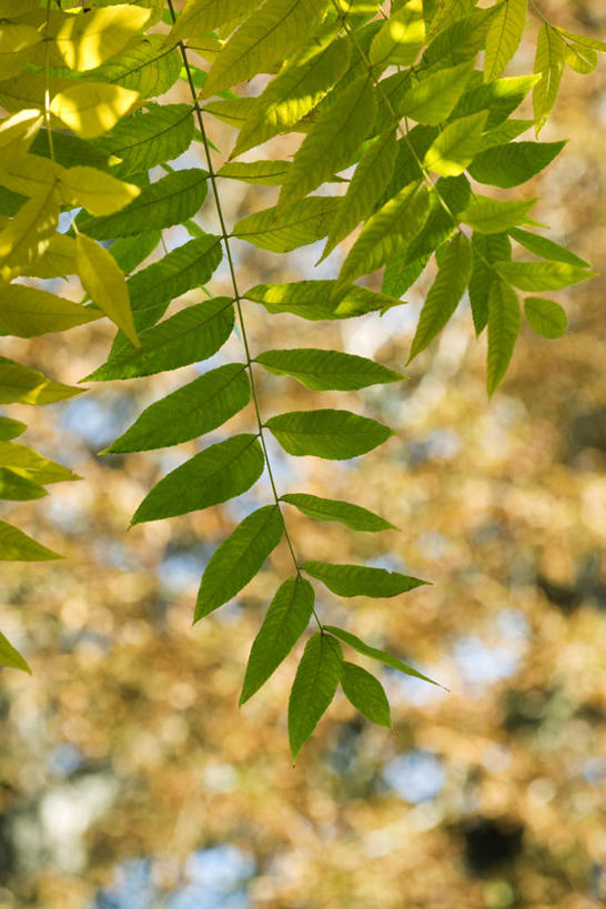 无人,竖图,室外,特写,白天,仰视,旅游,度假,美景,树林,植物,叶子,一排,许多,阴影,朦胧,模糊,整齐,光线,影子,景观,绿叶,娱乐,树,树木,排列,绿色,阳光,自然,享受,休闲,嫩叶,景色,放松,生长,成长,队列,自然风光,胡桃,胡桃树,叶,叶片,彩图,低角度拍摄