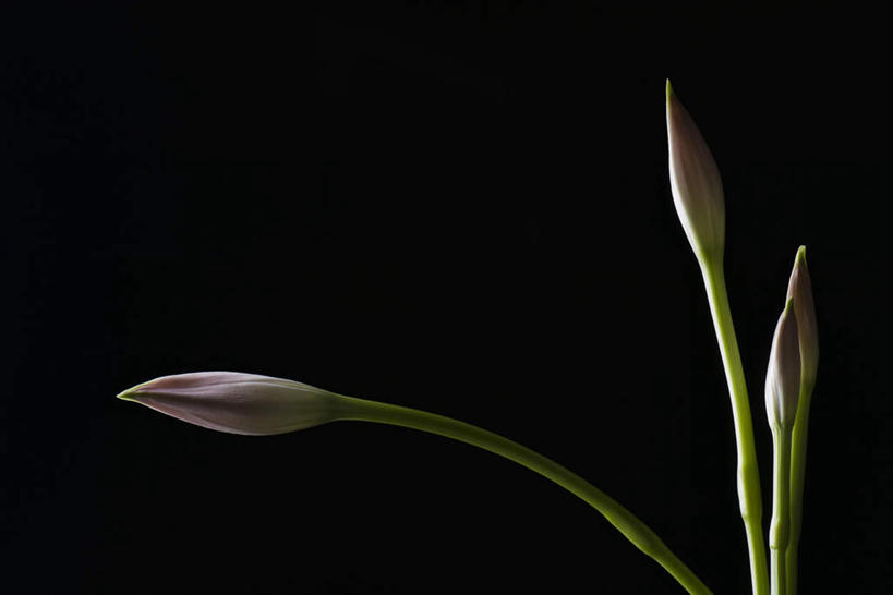 无人,横图,室内,特写,白天,正面,百合花,四朵,黑色背景,盛开,花蕾,花,花瓣,花朵,鲜花,花苞,花蕊,摄影,影棚,强瞿,百合蒜,倒仙,番韭,山丹,彩图,影棚拍摄,拍摄