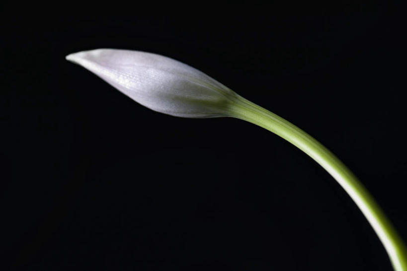 无人,横图,室内,特写,白天,正面,百合花,阴影,黑色背景,光线,影子,一朵,白色,阳光,摄影,影棚,强瞿,百合蒜,倒仙,番韭,山丹,彩图,影棚拍摄,拍摄