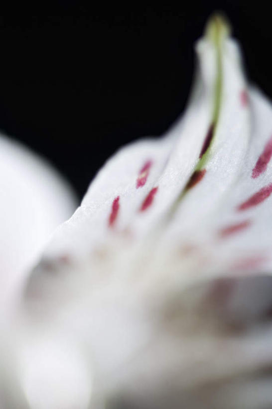 无人,竖图,室内,特写,白天,正面,六出花,阴影,黑色背景,朦胧,模糊,盛开,光线,影子,花蕾,花,花瓣,花朵,鲜花,一朵,白色,阳光,花苞,花蕊,摄影,影棚,彩图,影棚拍摄,拍摄