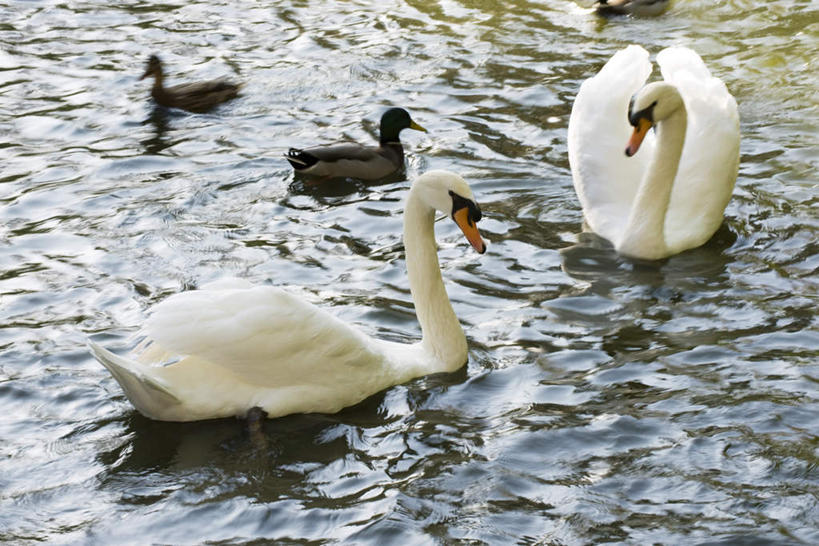 无人,横图,俯视,室外,特写,白天,旅游,度假,河流,美景,水,鸟,野生动物,天鹅,阴影,波纹,朦胧,模糊,光线,鸟类,影子,河水,景观,水流,娱乐,白色,水纹,阳光,自然,动物,波浪,两只,享受,休闲,景色,放松,可爱,活泼,雁,自然风光,鹄,彩图,高角度拍摄